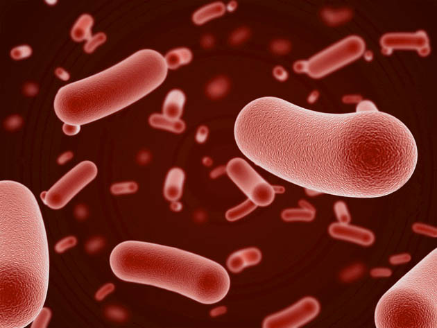 Bifidobacteria - the good stuff