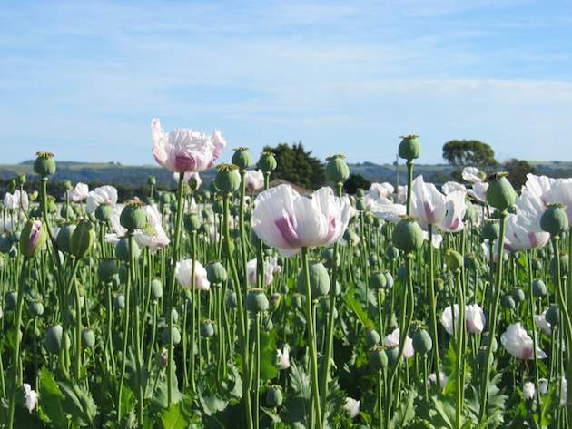 opium-poppies
