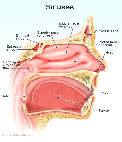 the sinuses diagram