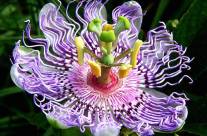 Passion Flower – Natural Remedy for Depression and Other Illnesses