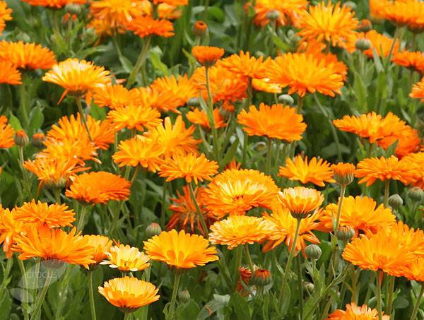 Marigold or Calendula -The Medicinal Properties