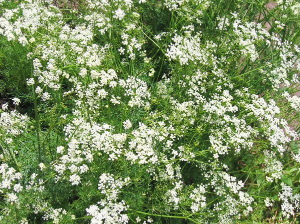 Caraway Plants growing