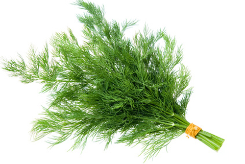 Dill – Medicinal Health Benefits