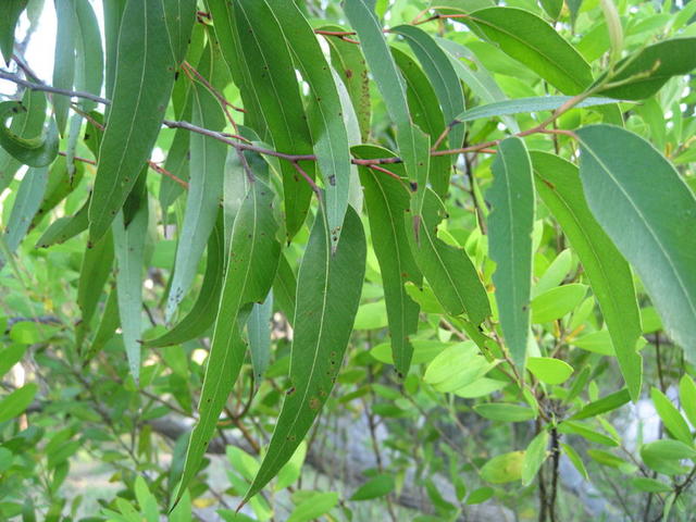 Eucalyptus leaves