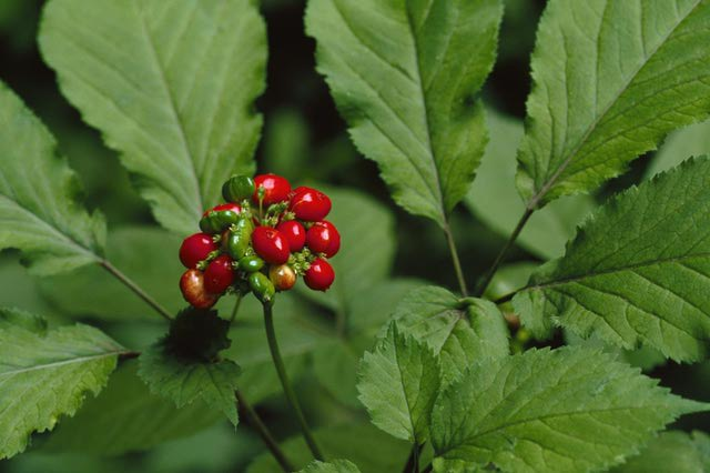 Ginseng Plant