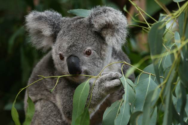 Koala Bear-Eucalyptus Bush