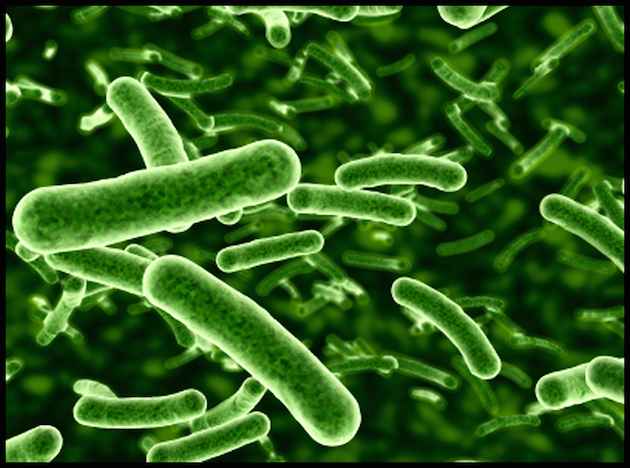 Lactobacillus – Healthy Probiotic Bacteria