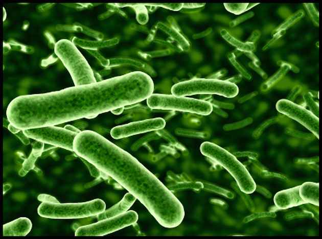 ProbioticBacteria-Lactobacillus