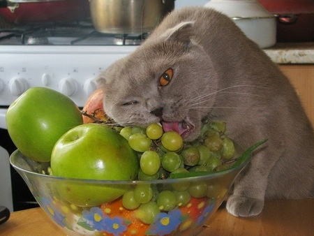 Cat stealing grapes from the fruit bowel