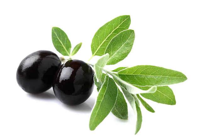 olive-Leaf