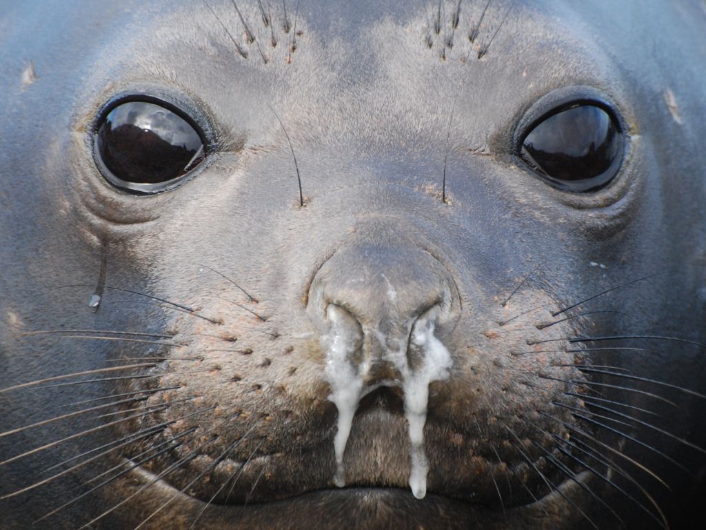 runny nose on seal