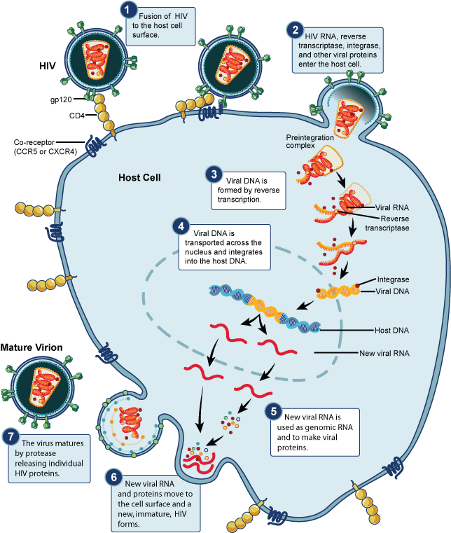 HIV management diagram