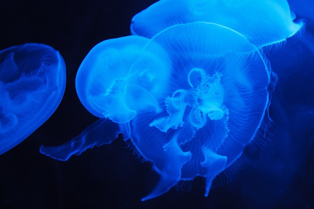 omega 3 jellyfish