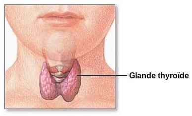 Thyroid_gland