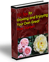 101 Tips for Growing a Rose Garden