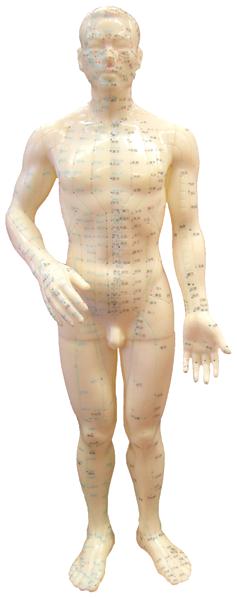 acupuncture body model