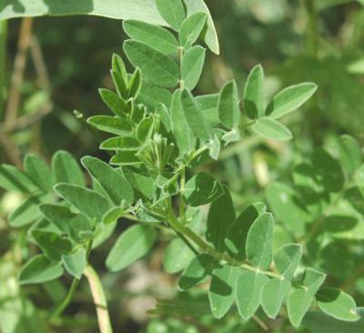 Astragalus-membranaceus
