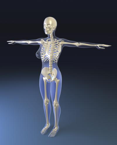 Body-skeleton-bones