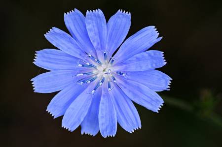 Chicory_flower_closeup