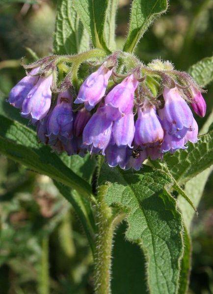 Comfrey- Medicinal Perennial Herb