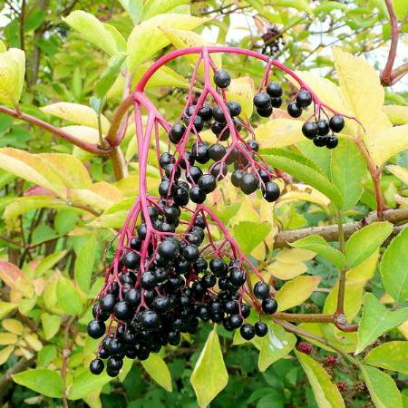 Elderberries-ripe