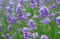 Lavender – Its Origins And Uses