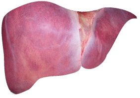 Treating Fatty Liver – The Things You Must Remember