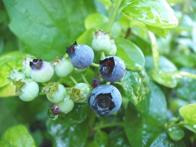 Maturing Blueberry