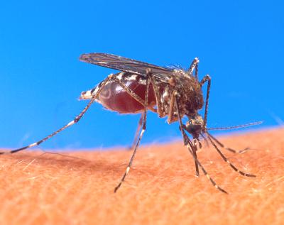 Mosquito-