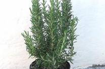 Rosemary – Uses, Side Effects and Precautions