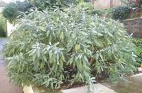 Sage – A Most Beneficial Aromatic Herb
