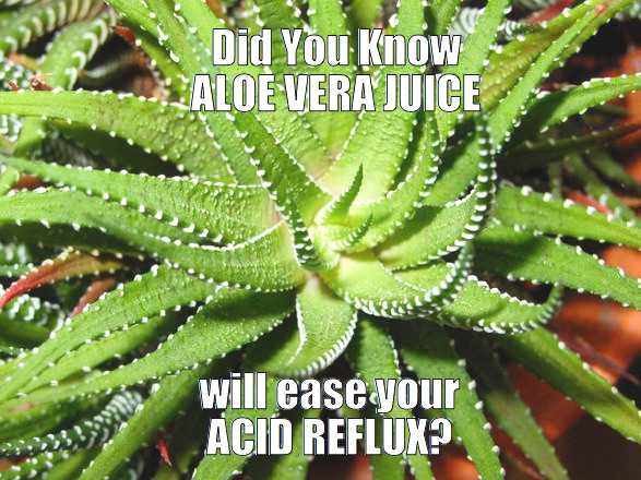 aloe-vera-juice-for-acid-reflux optimized