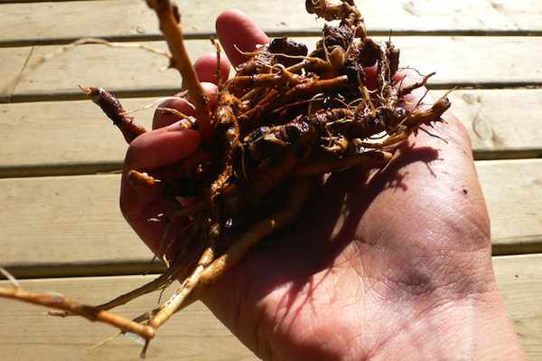 dandelion root in hand