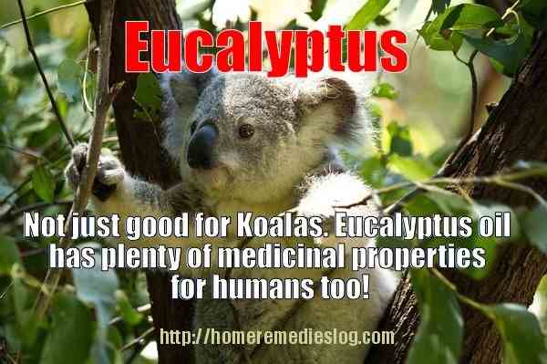 eucalyptus meme