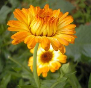 Calendula flower