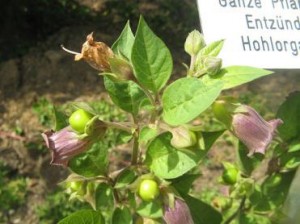 Belladonna plant with flowers