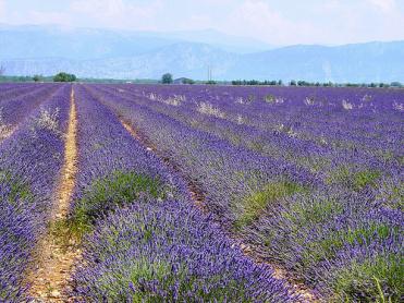 Lavender rows