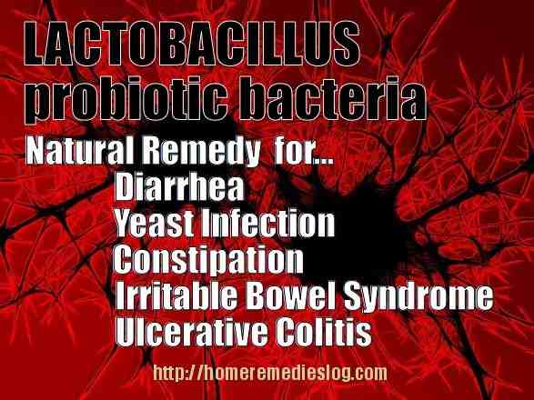 lactobacillus probiotic bacteria meme