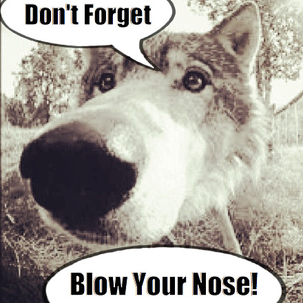 blow your nose - wolf meme