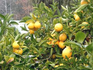 Lemon – Good for the Kitchen and the Health!