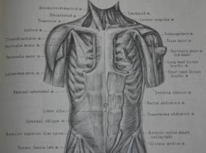 The+human+body+illustrated+diagram The+human+body+illustrated+diagram