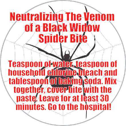How To Treat A Black Widow Spider Bite At Home