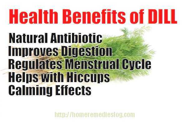 Dill – Medicinal Health Benefits