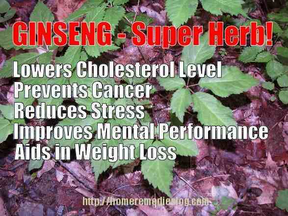 Ginseng – A Super Herb With Numerous Health Benefits