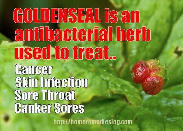 Goldenseal – Uses and Safety Facts