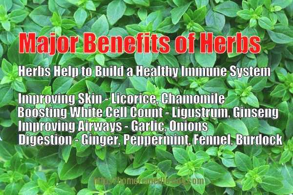 How Herbs Help You Boost Your Immune System