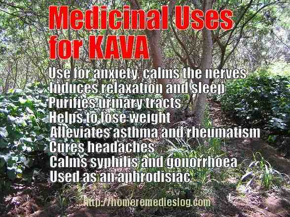 Kava – Medicinal Properties and Side Effects.