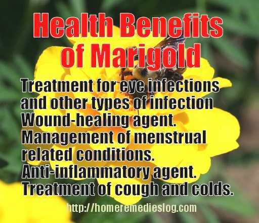 Marigold or Calendula -The Medicinal Properties