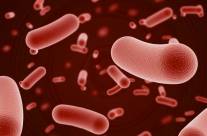 Bifidobacteria – Enhance Your Well-Being