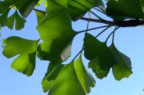 Ginkgo – A Miracle Herb That Helps Many Health Complaints